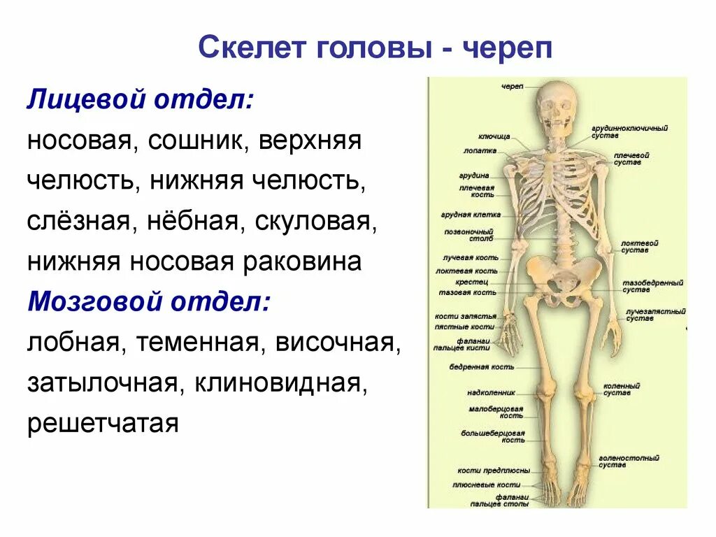 Скелет туловища. Скелет туловища отделы функции кости. Костная система скелет туловища. Кости составляющие скелет туловища. Скелет туловища человека состав костей.