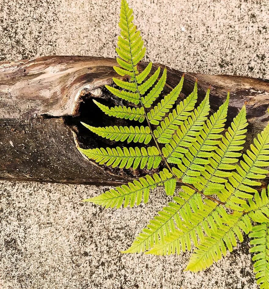 Гигрофит папоротник. Вайа. Папоротник щитовник. Нефролепис с сорусами. Вайа.