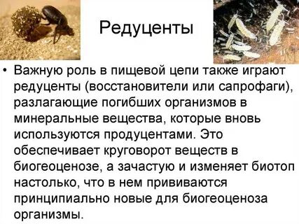 Какую роль выполняют редуценты