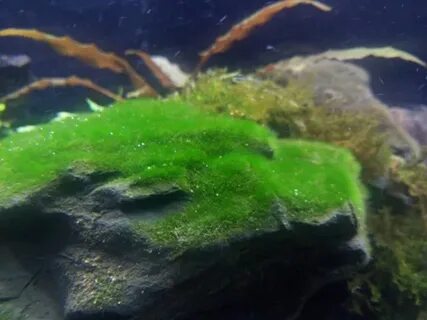 Сине зеленые водоросли в аквариуме как избавиться