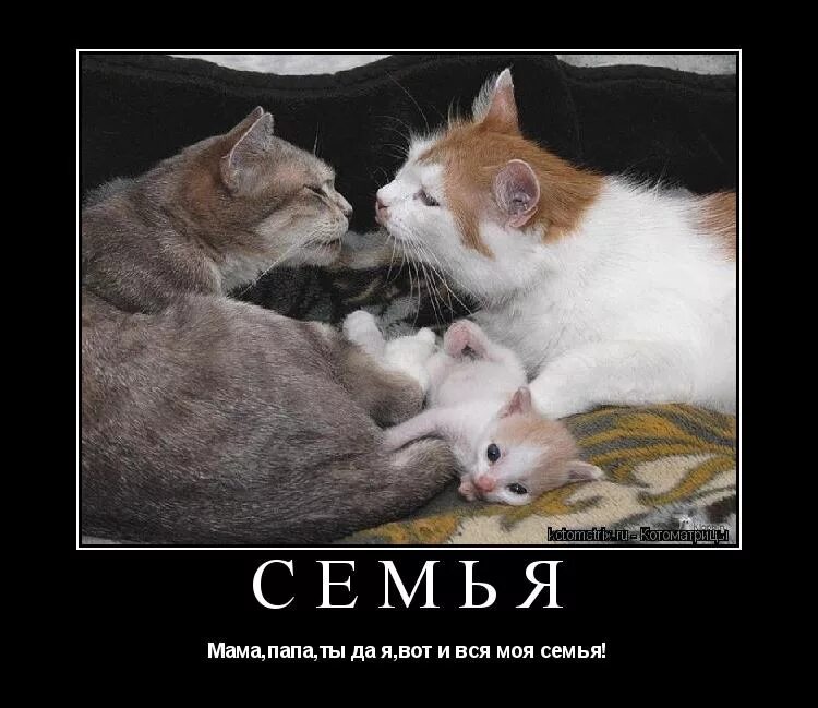 мама кошка и папа кот и котята. мама кошка. котята с мамой и папой. счастливая кошачья семья. мама кошка и папа кот.