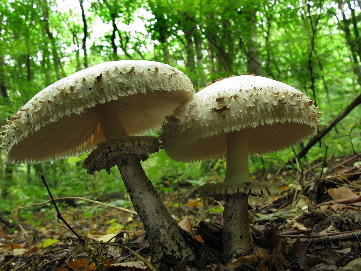 Гриб-зонтик краснеющий (Chlorophyllum rhacodes). Гриб-зонтик краснеющий Macrolepiota rhacodes. Гриб зонтик поганка. Гриб зонтик и бледная поганка. Трубчатые грибы поганки