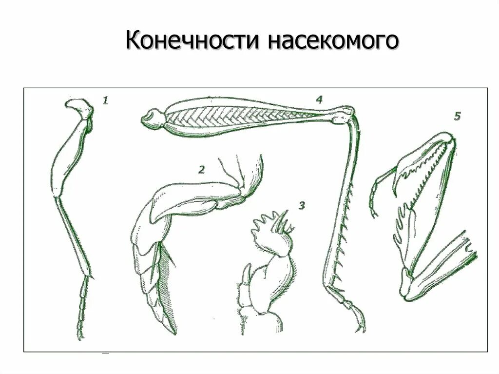 Конечности пчелы и кузнечика ласты дельфина. Бегательные конечности насекомых. Строение ходильной конечности насекомого. Бегательные типы конечностей насекомых. Богомол Тип конечностей.