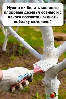 Нужно белить деревья весной