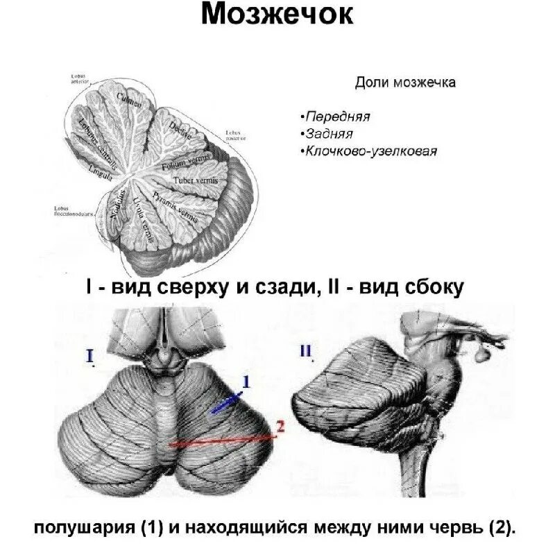Функции отделов головного мозга у млекопитающих. Головной мозг млекопитающих состоит из 5 отделов. Позвоночный мозг животных. Мозжечок позвоночных животных. Мозжечок позвоночных животных.