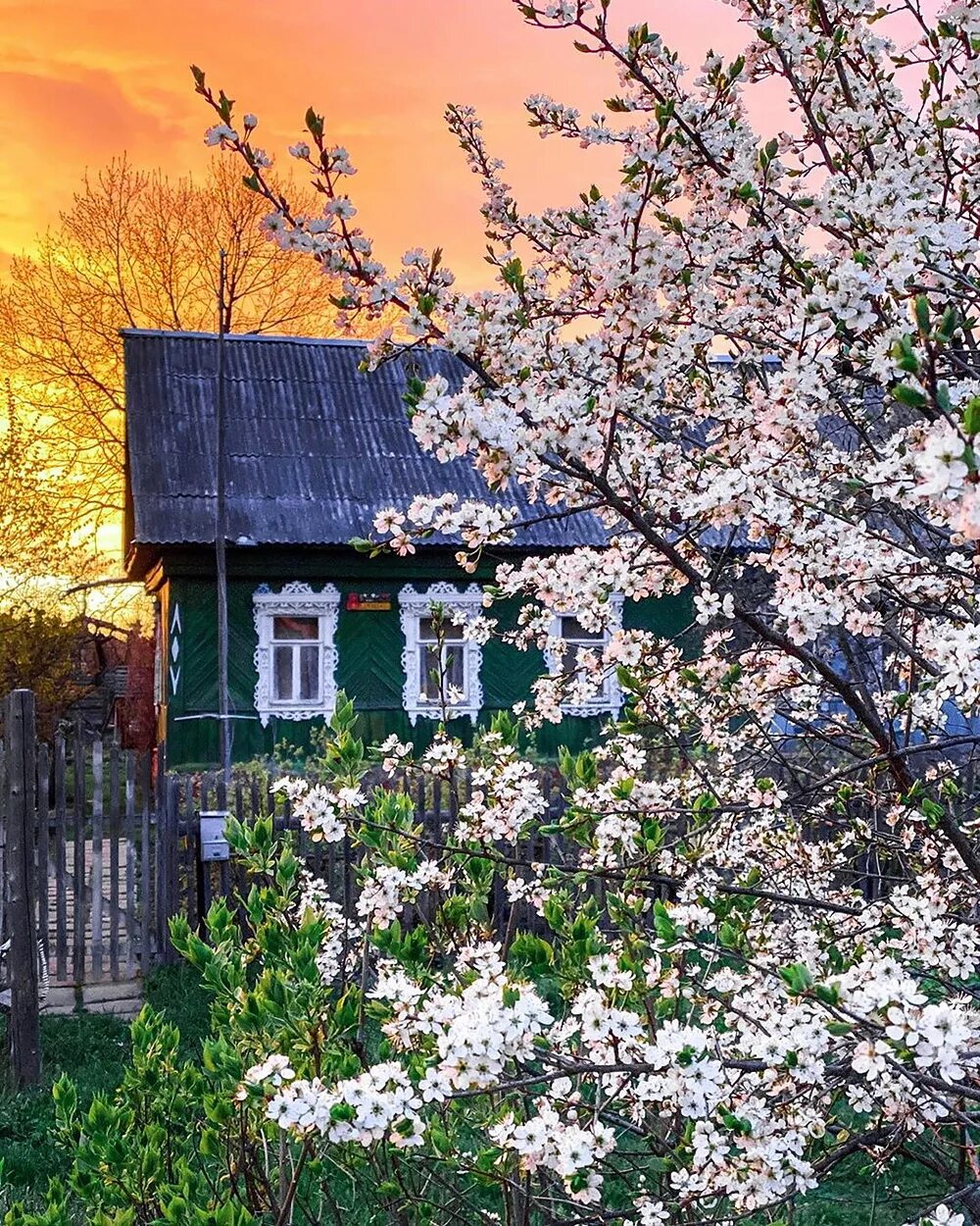 кусково сад сирени. черемуха цветет в деревне. домик в саду. вишневый сад картина. герасимов яблоневый сад.