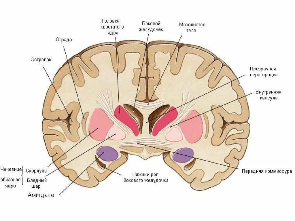 Хвостатое ядро мозга. Базальные ганглии экстрапирамидная система. Ядра стриопаллидарной системы. Базальные ядра головного мозга анатомия. Таламус и базальные ганглии.