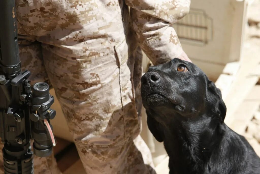 Дог работа. Офисная собака. Немецкий дог черный. Собачка в офисе. Собака на столе.