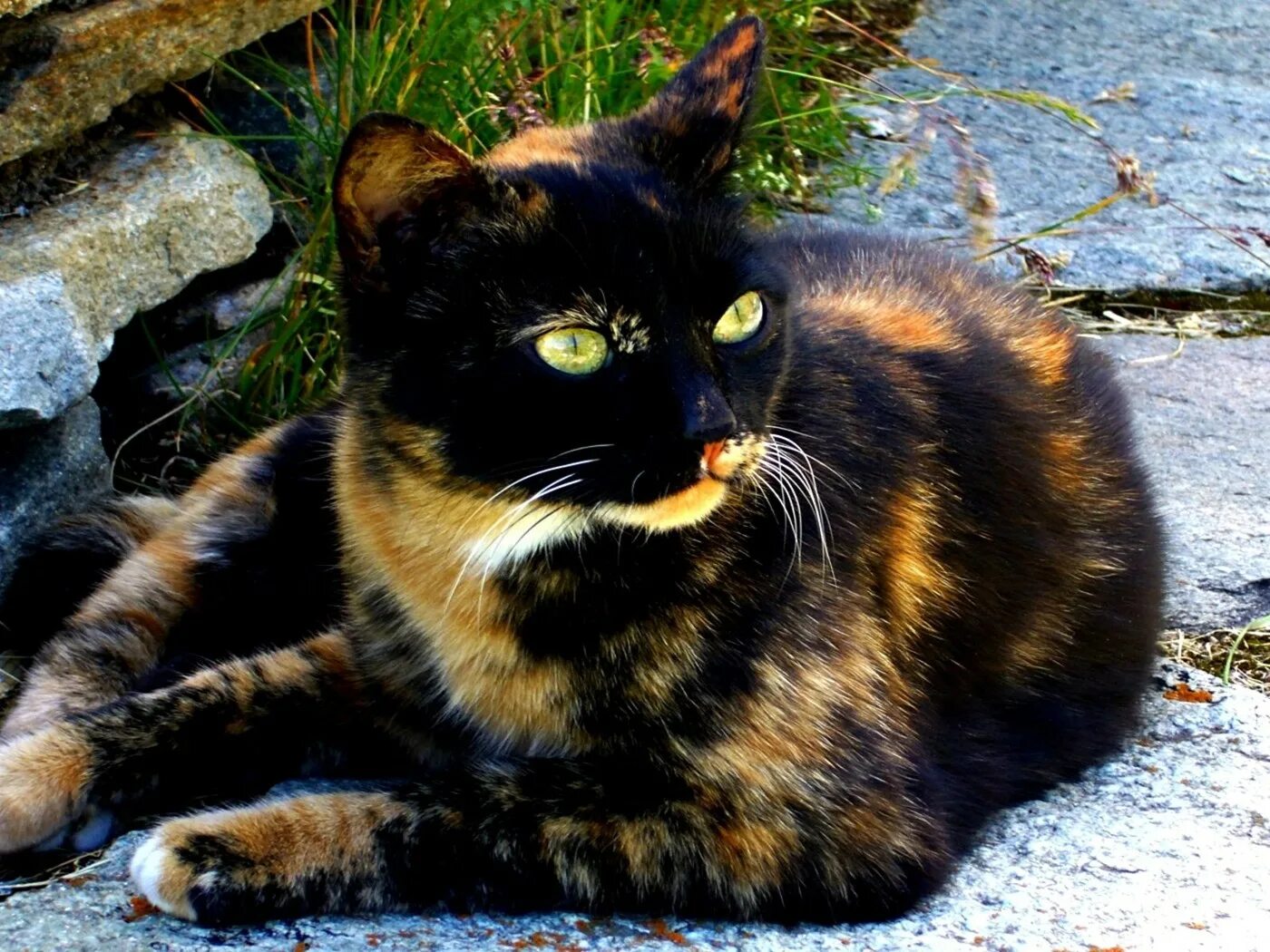 Черепаховая Калико. Черепаховая кошка Калико. Черно рыжая черепаховая кошка. Кот черепахового окраса. Порода черная с рыжими пятнами