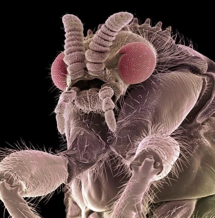 Как выглядит муха в реальной жизни Mosca Tsetsé, Características y Peligros BioEnciclopedia Creepy animals, Insec