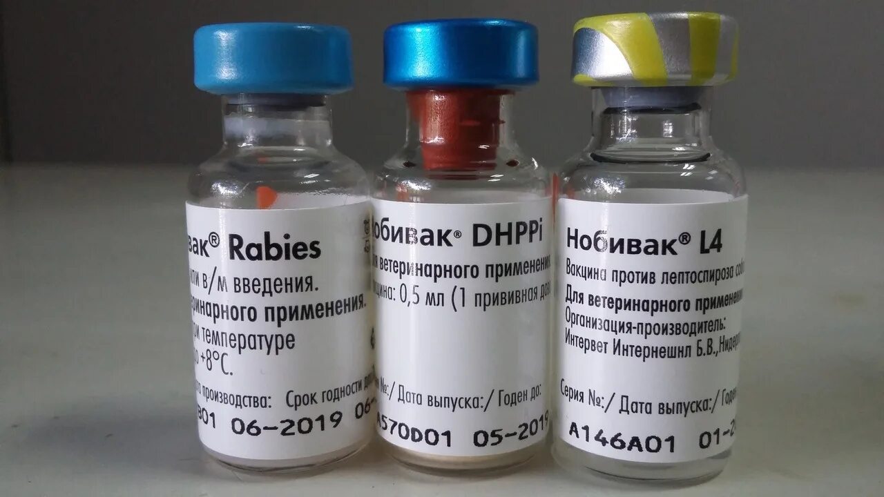 Вакцины для собак Нобивак DHPPI+Lepto+Rabies. Нобивак DHPPI Nobivac DHPPI. Nobivac Rabies (Нобивак рабиес). Нобивак DHPPI 50 доз. Нобивак с бешенством для собак купить