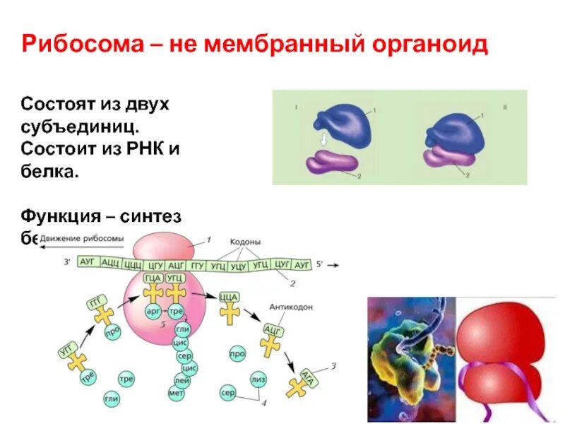 Структура белка на рибосоме. Рибосома из 2 субъединиц. Рибосомы состоят из РНК И белков. Функции синтеза белка. Белковая рнк