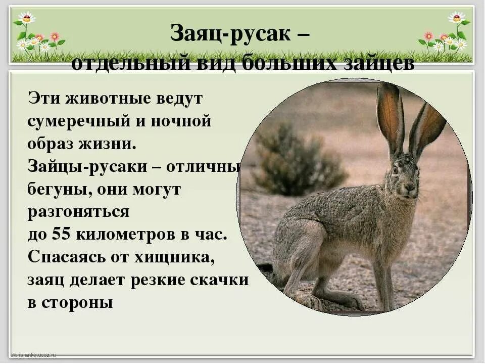 Краткая характеристика зайца. Описание зайца. Заяц характеристика животного. Заяц беляк окружающий мир. Заяц русак беляк тумак.