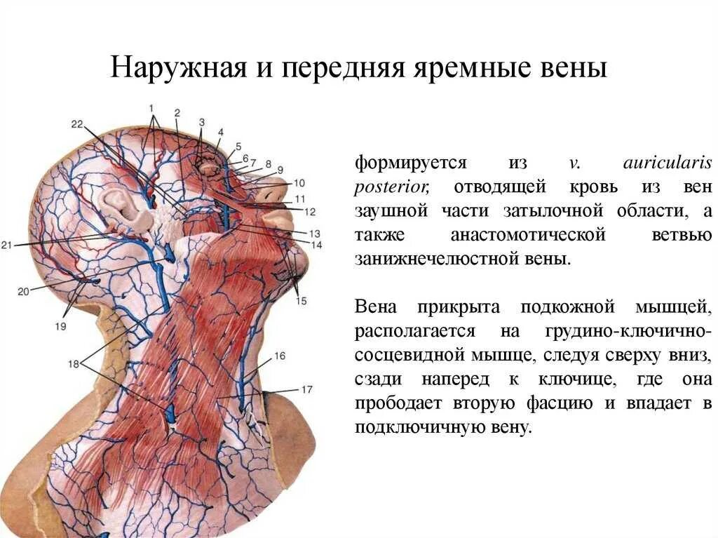 Яремная артерия где находится. Наружная яремная Вена анатомия топография. Наружная яремная Вена передняя яремная Вена. Наружная яремная Вена на шее. Вены головы и шеи наружная и внутренняя яремная Вена.