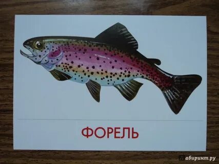 Рыбы картинки с названиями для детей