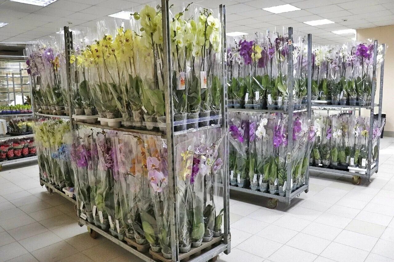 брянска оптом. агроника теплица. славия брянск мебель. оптовый склад кормов для собак. цветочный склад на литейной.