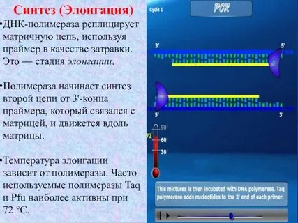 Праймер днк полимеразы