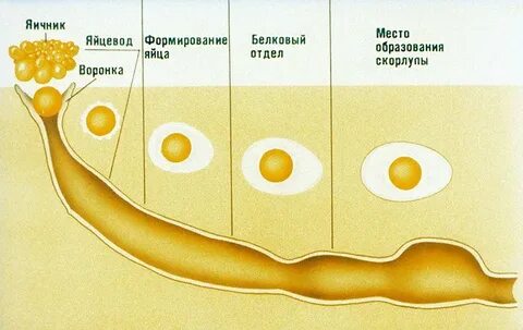 Сколько месяцев созревает яйцеклетка