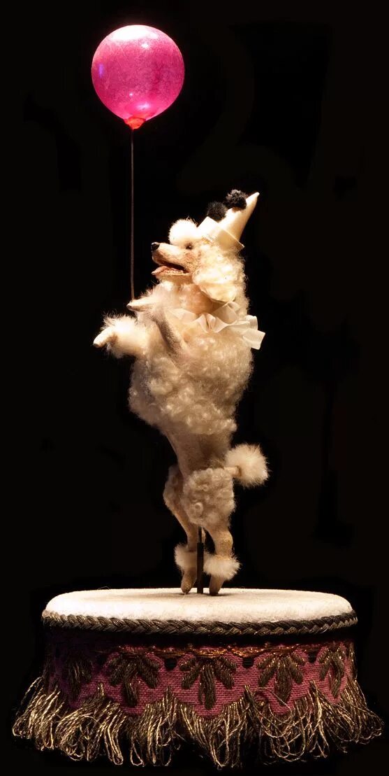 Цирковые собаки. Цирковой пудель. Пудель в цирке. Карликовые пудели в цирке. Карликовые пудели в цирке.