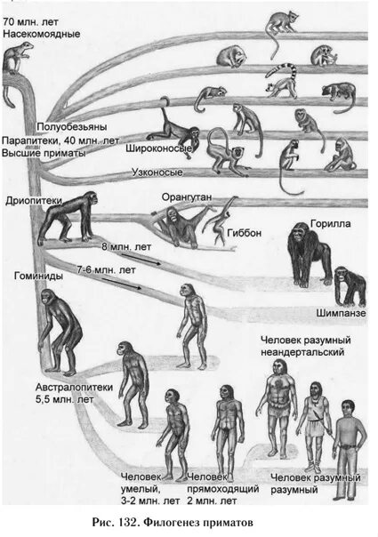 Название этапа эволюции. Схема этапы развития эволюции человека\. Ступени развития человека таблица. Этапы происхождения человека предки человека таблица. Этапы происхождения человека схема.