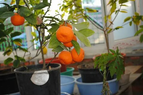 Саженцы мандарина