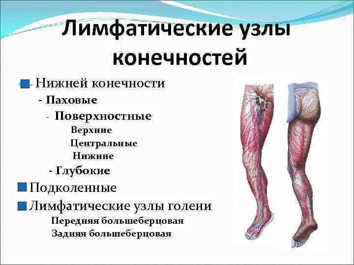 Лимфореей это. Лимфоидная система нижних конечностей. Лимфатическая система нижних конечностей схема. Лимфатические узлы на ногах человека. Лимфатическая система нижних конечностей человека.
