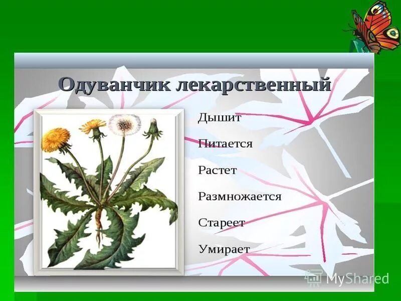 Строение цветков одуванчика. Строение одуванчика. Из чего состоит одуванчик схема. Таксоны одуванчика обыкновенного. Корень сложноцветных.