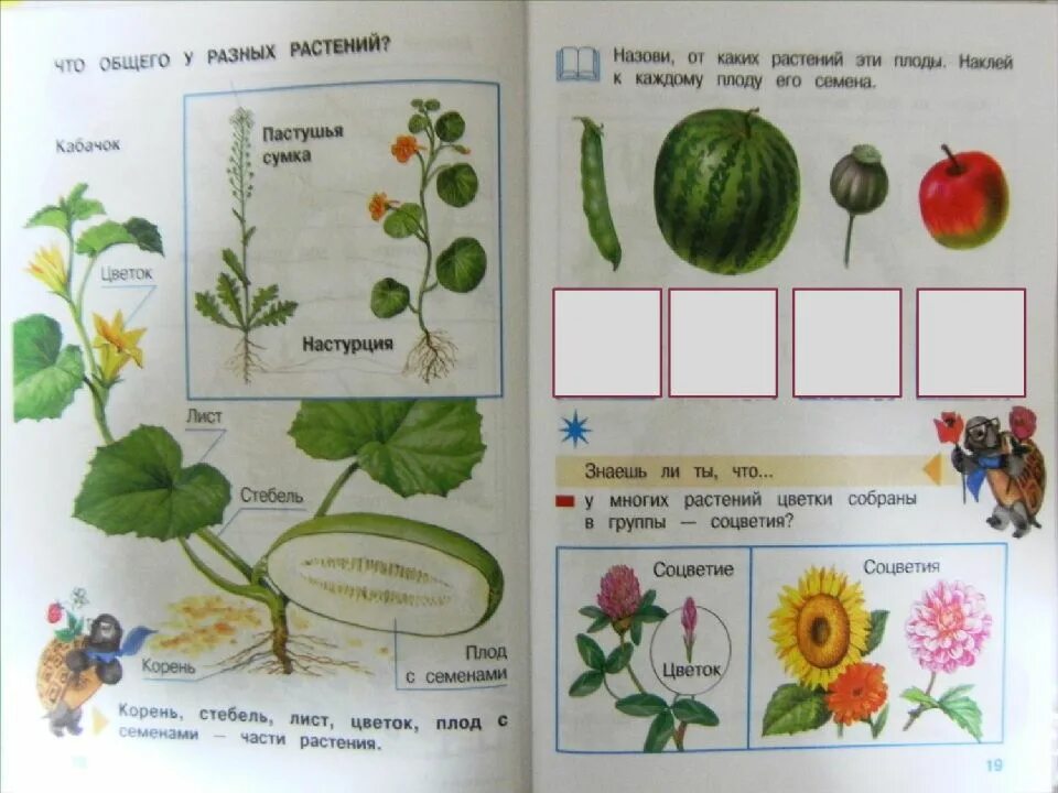 Растения первый класс. Цветов по окружающему миру 1 класс. Окружающии мир 1 класс "что общего у разных растений?". Что общего у разных растений задания. Общие части разных растений.