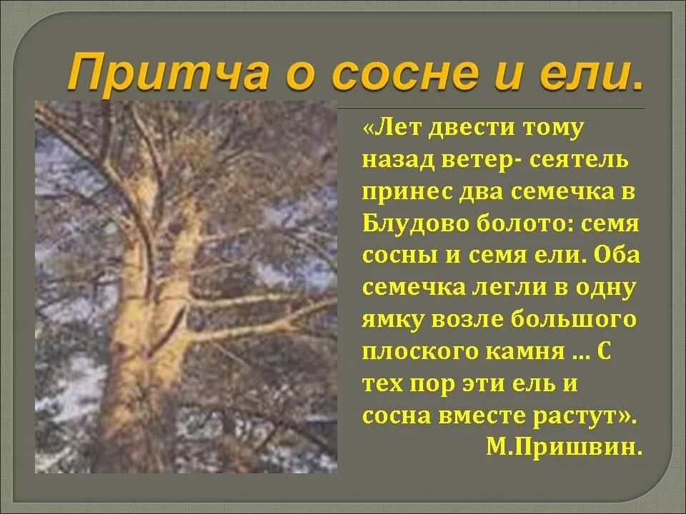 Ель и сосна на блудовом болоте. М пришвин ель и сосна. М.М. пришвин ель и сосна. М пришвин ель и сосна рассказ. Кладовая солнца пришвин сосна и ель.