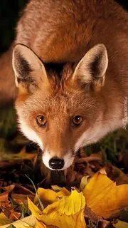 Fox live
