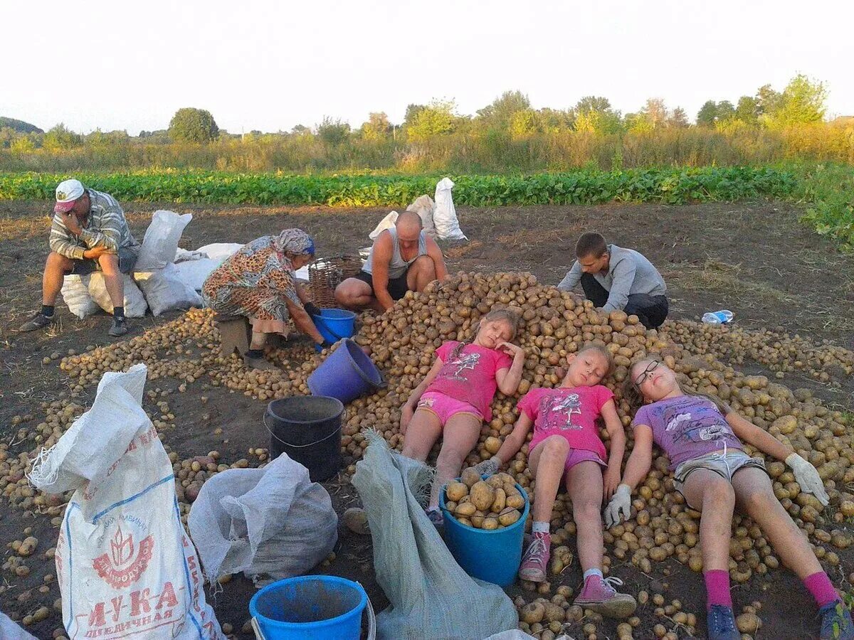 Переехала жить на дачу. Копают картошку на даче. Дети копают картошку. Дети на уборке картошки. Копаем картошку в деревне.