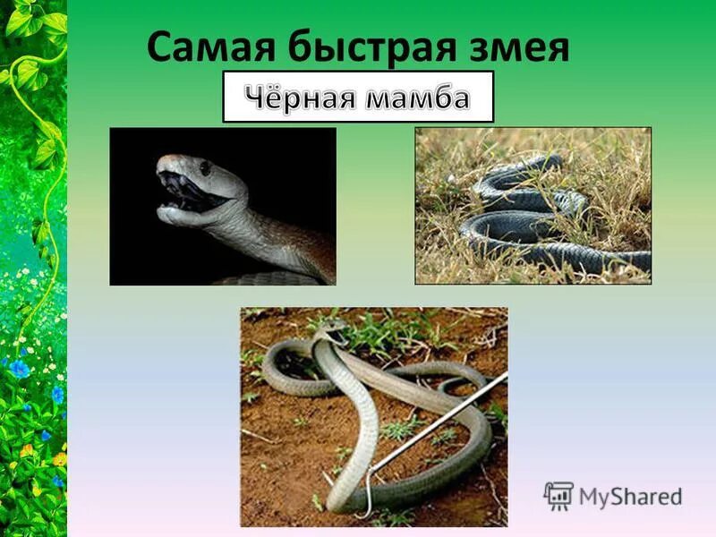 Рекордсмены среди рептилий. Водоплавающие пресмыкающиеся. Рекорды пресмыкающихся. Самая большая кожистая черепаха в мире. Рептилии долгожители.