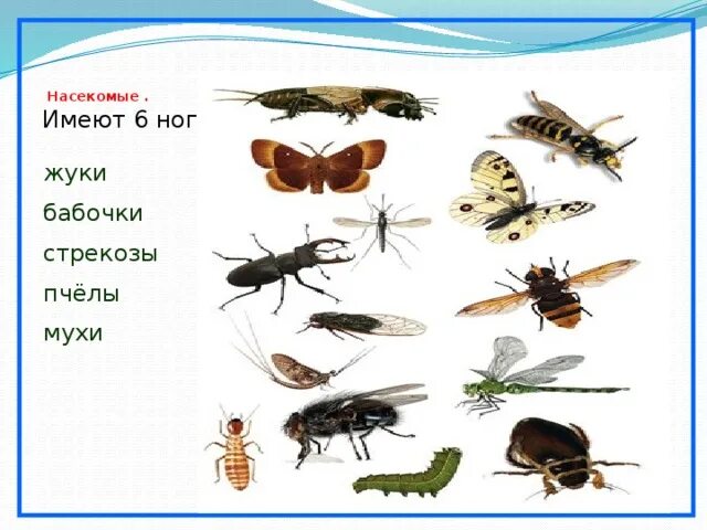 Три пары ног имеет насекомое. Насекомые имеют ног. насекомые имеют 6 ног. сколько лап у мухи. бабочки стрекозы пчелы жуки.