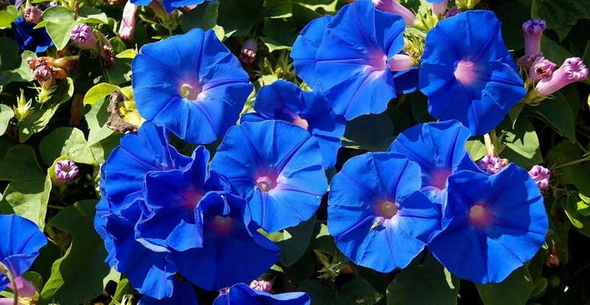 эпомея трехцветная фото. ипомея пурпурная смесь. ипомея пурпурная млечный путь. ипомея пикоти синяя. ипомея звонница.