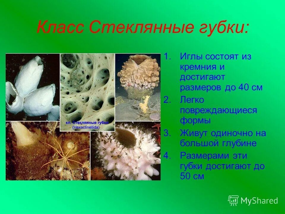 роль губок в природе. класс стеклянные губки. тип губки. к трехслойным животным относятся губки. губки трехслойные животные.