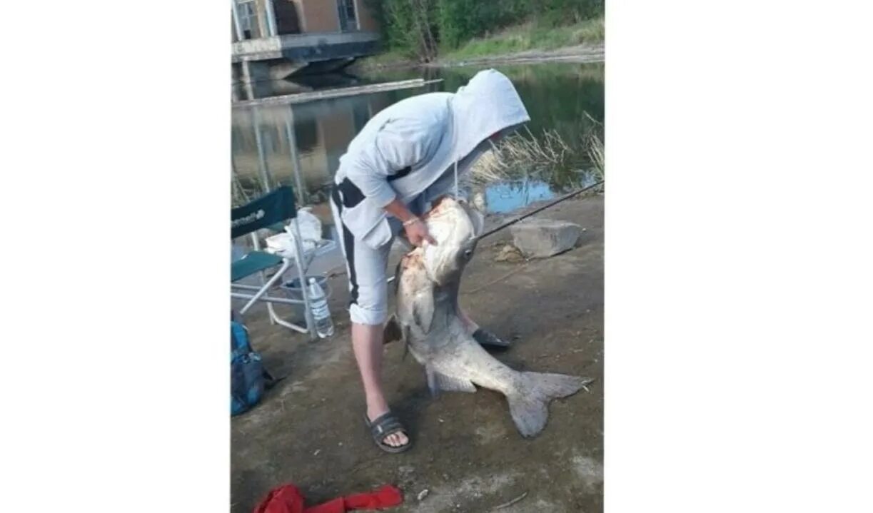 Что произошло когда удалось поймать первую рыбу. Толстолобик Кэнон Чита. Огромный толстолобик. Толстолобик рыба Кеноне Чита.