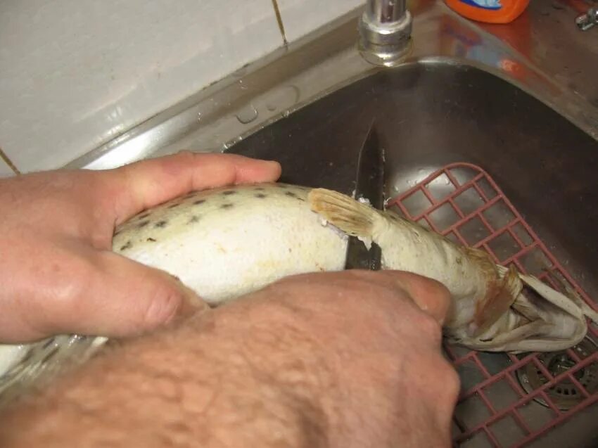 Щука чулком