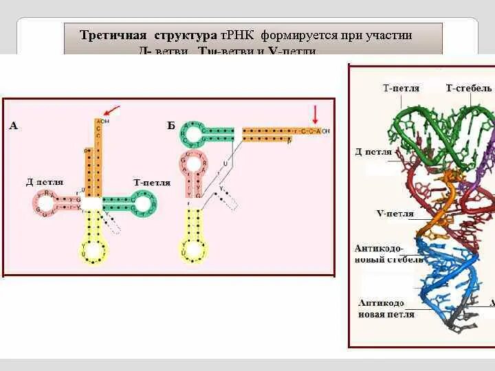 Строение ТРНК первичная структура. Первичная вторичная и третичная структура ТРНК. Третичная структура т РНК. Структуры РНК первичная вторичная и третичная.