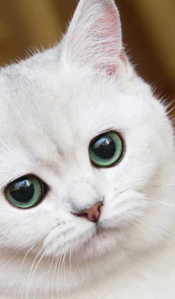 Красивые кошки. Белая кошка с зелеными глазами. Милый белый котик. Красивая киса. Белая киса