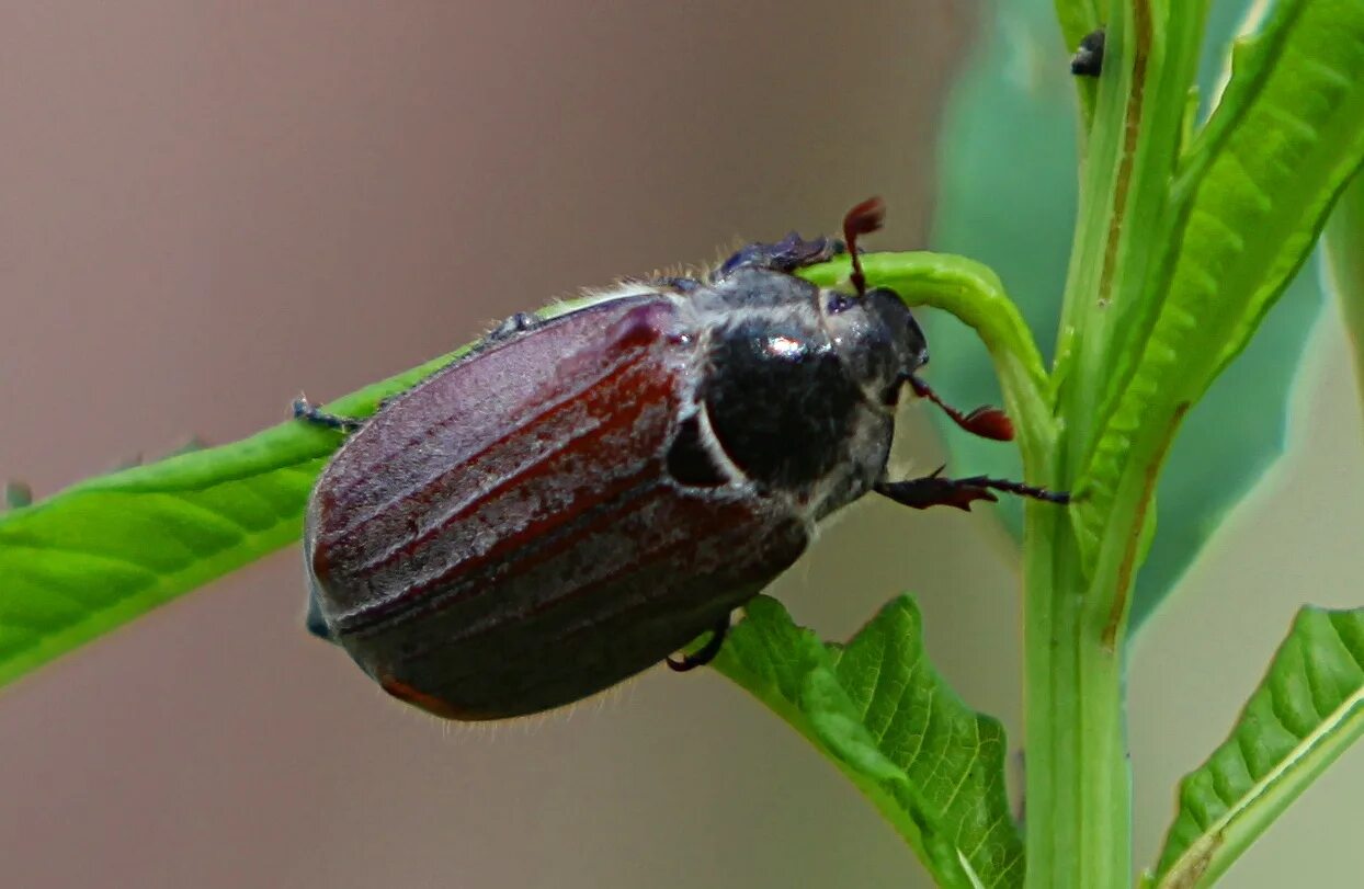 медведка насекомое. медведка землеройка. жук медведка. хрущ майский среда обитания. майский жук крот.