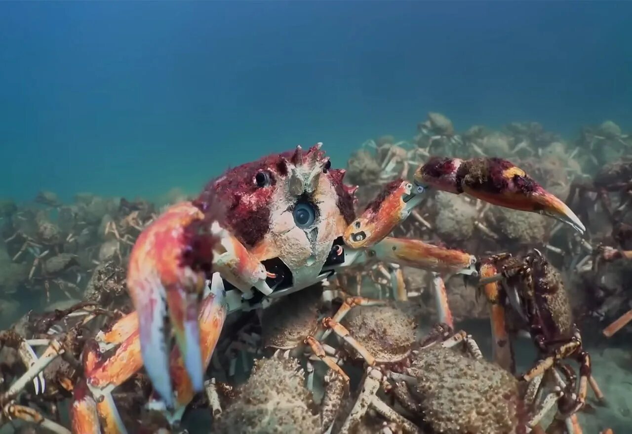 Fiddler crab. Тасманийский королевский краб. Крабы охотского моря. Радужный краб домашний. Крабоид дерюгина.