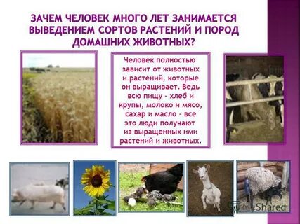 Целенаправленное выведение человеком новых пород и сортов