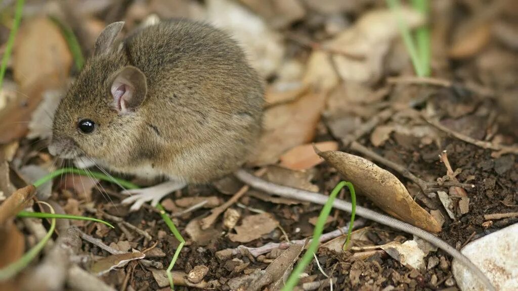 Каких грызунов называют. Мышь Лесная полевка. Лесная мышовка. Степная мышовка. Желтогорлая Лесная мышь.