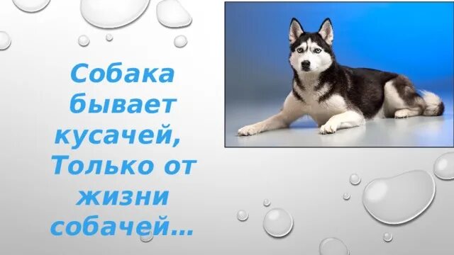 Только от жизни от жизни собачей собака бывает кусачей. Собака бывает кусачей только. От жизни собачьей собака бывает уусачьей. Собака кусачая от жизни собачей.