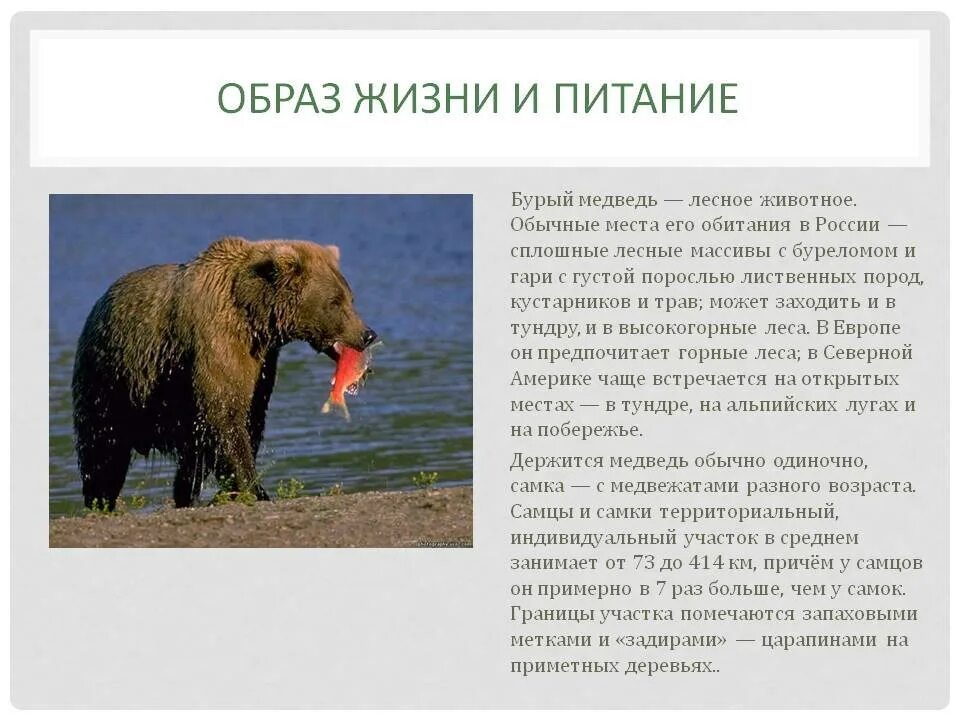 Какую территорию занимает медведь. Образ жизни бурого медведя. обаз жизни бурого медведь. описание медведя. бурый медведь описание.