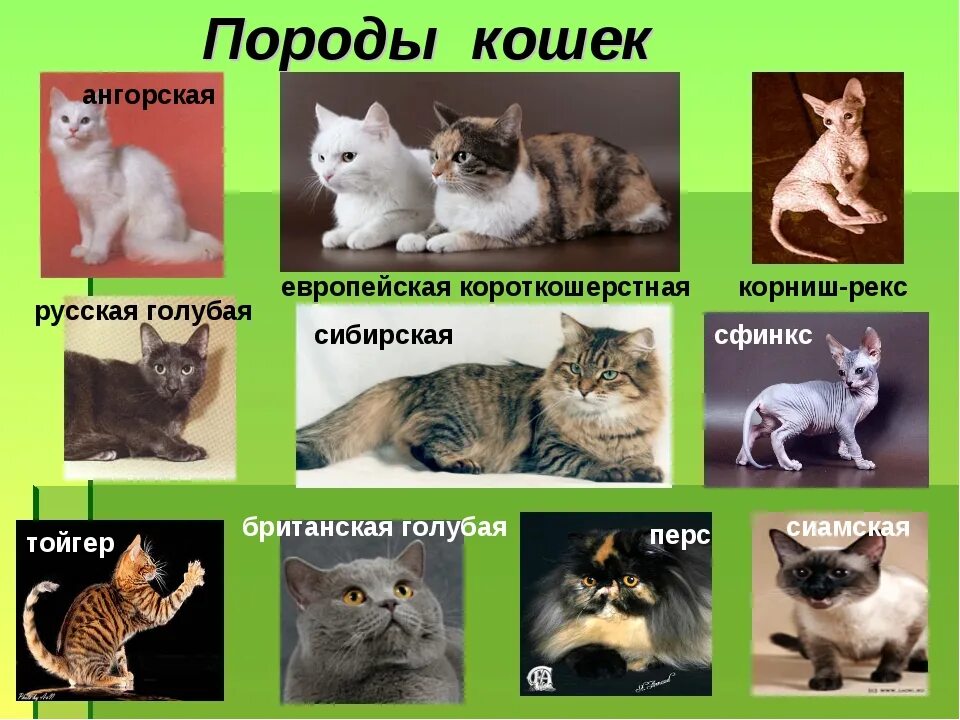 Плакат "Просто Постер" Виды и породы кошек 40х50 в подарочном тубусе - купить по