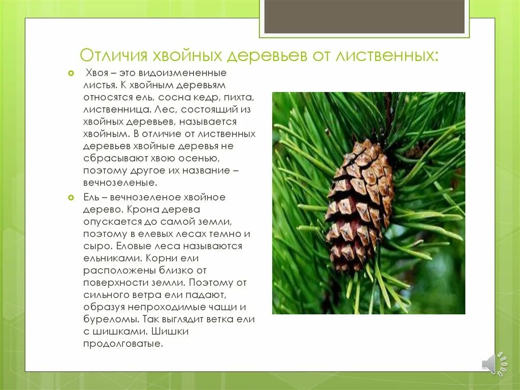 Для хвойных растений характерны признаки. Характеристика отдела голосеменных растений. Признаки хвойных деревьев. Для хвойных растений характерны признаки. Ель пихта лиственница.