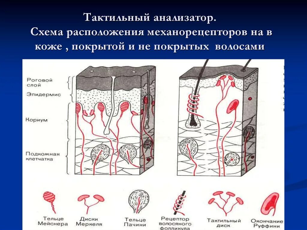 Тактильный анализатор температурный анализатор. Рецепторы тактильного анализатора. Анализатор осязания рецепторы. Рецепторы тактильной сенсорной системы.