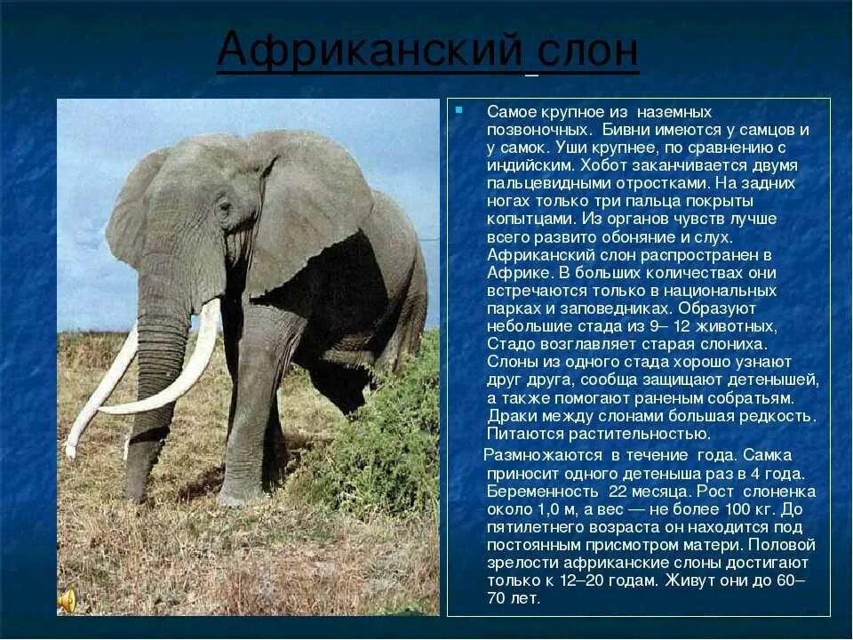 Тип текста у слонов есть странная черта. Информация о слоне. доклад про слона. слоны презентация. презентация про слонов.