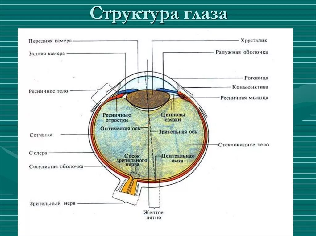 Функция передней камеры глаза. Зрительный анализатор анатомия глаза. Схема строения зрительного анализатора. Анатомические структуры зрительного анализатора. Схема строения глазного анализатора.